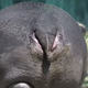 Illustration for article titled Hippos even funnier when you pretend their ass is their face, internet discovers